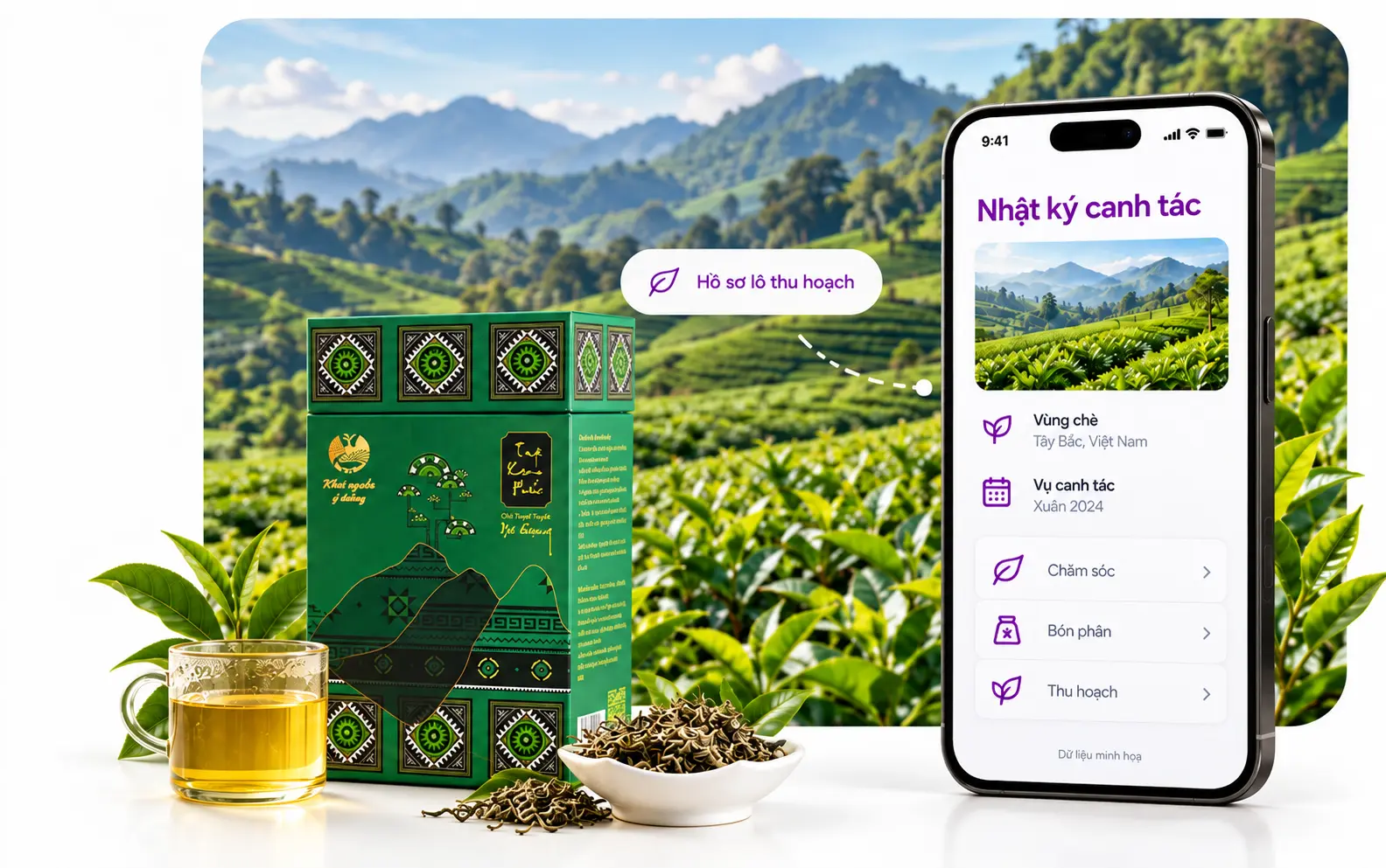 Vùng chè Tây Bắc, hộp trà Checkgo và ứng dụng Nhật ký canh tác trên điện thoại