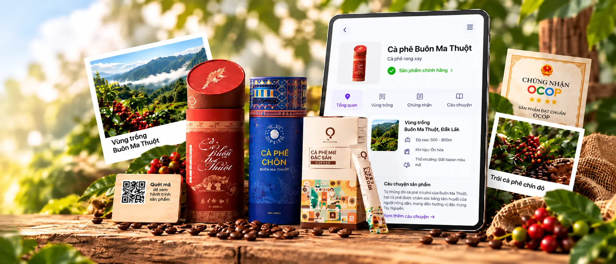 Cà phê Buôn Ma Thuột — vùng trồng, thu hoạch thủ công, chứng nhận OCOP 4 sao