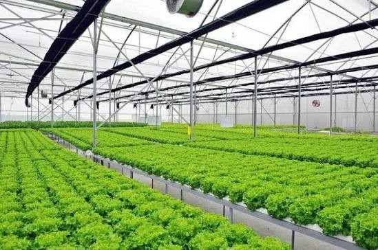 Nông trại tại Việt Nam